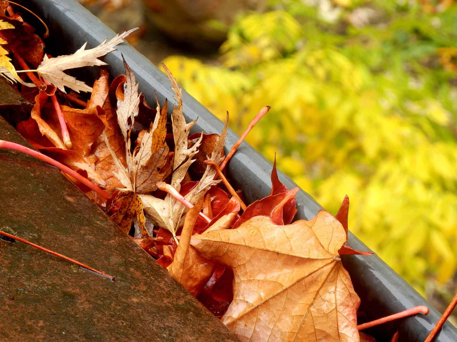 Close-up of fallen autumn leaves on a roof gutter, showcasing seasonal change and masonry details.