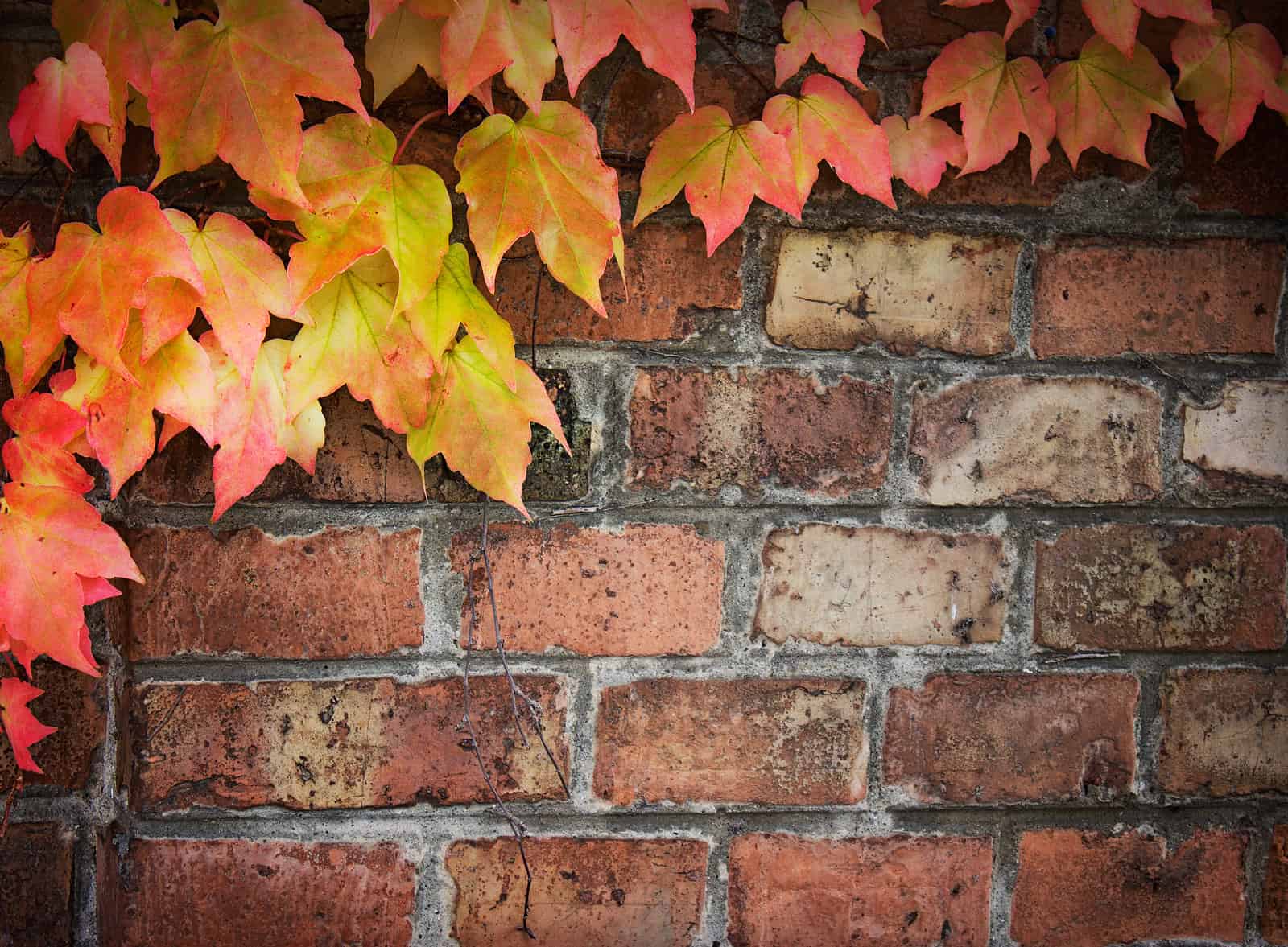 Old brick wall with colorful autumn ivy leaves in red, orange, and green.