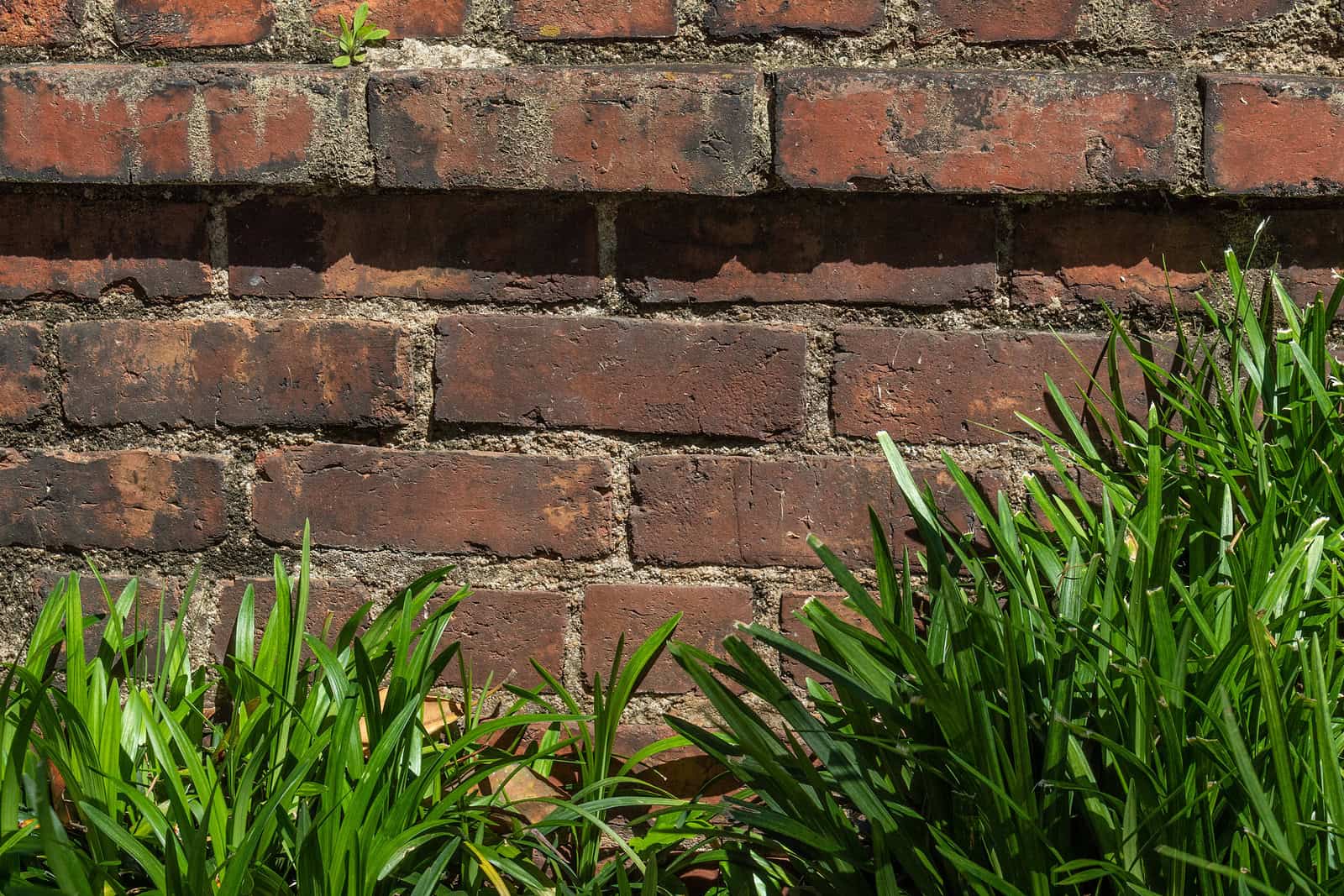 Close-up of historic brick masonry with fresh tuckpointing work and green plants at the base.