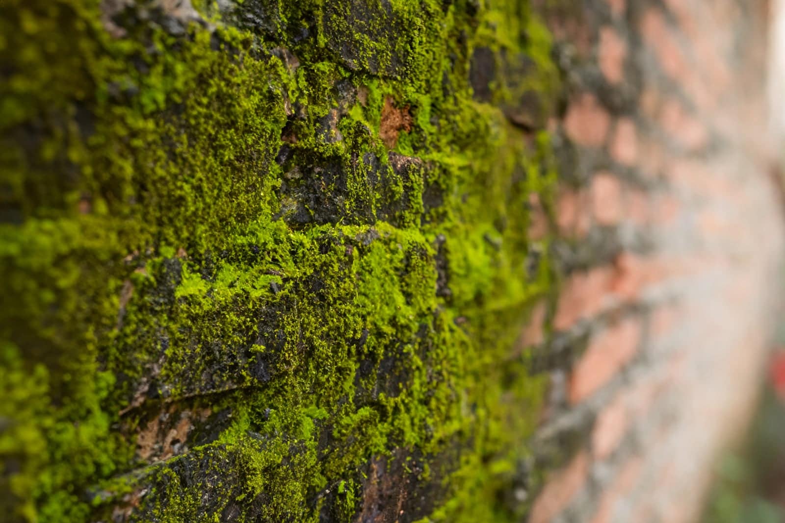 Close-up of moss-covered historic brick wall showing aged masonry work.