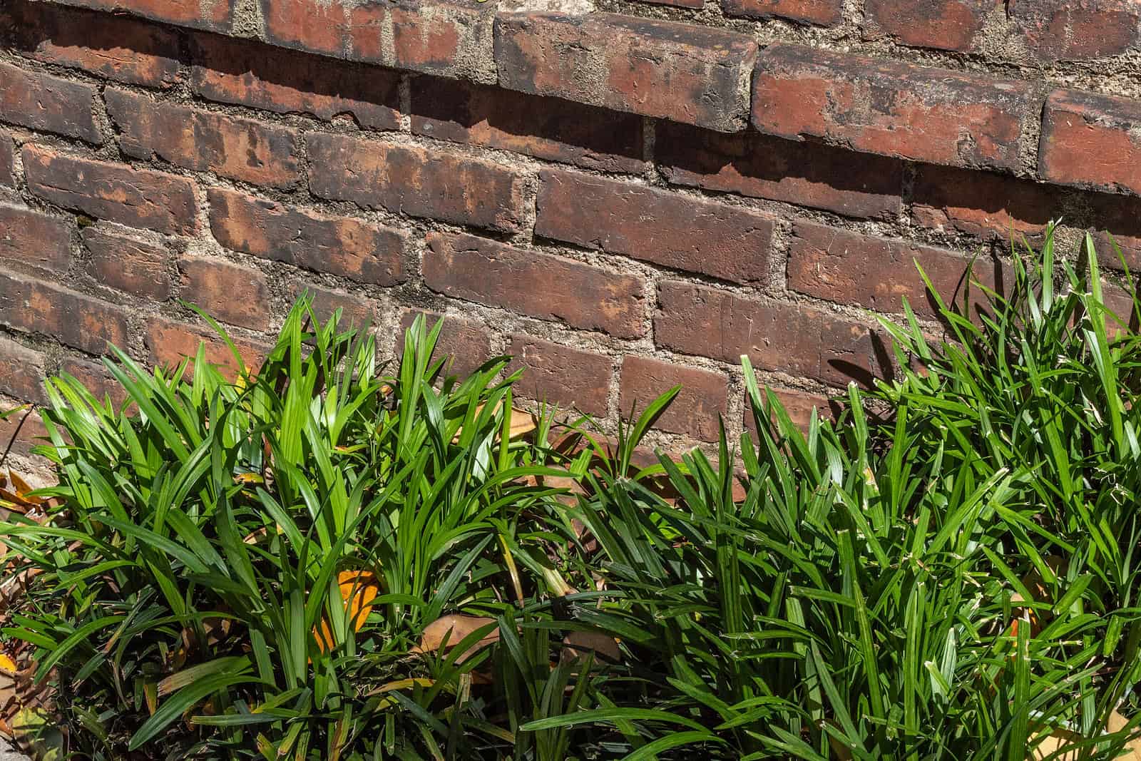 Close-up of a brick wall with green plants at its base, showcasing historic masonry work.