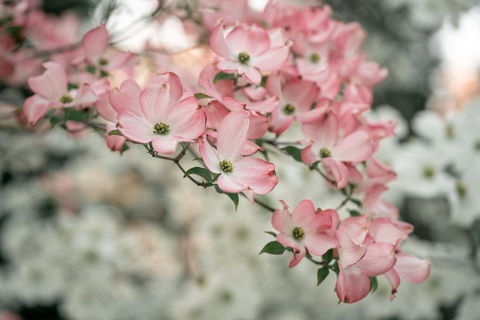 Beautiful pink dogwood blossoms in full bloom, showcasing delicate petals and vibrant greenery.