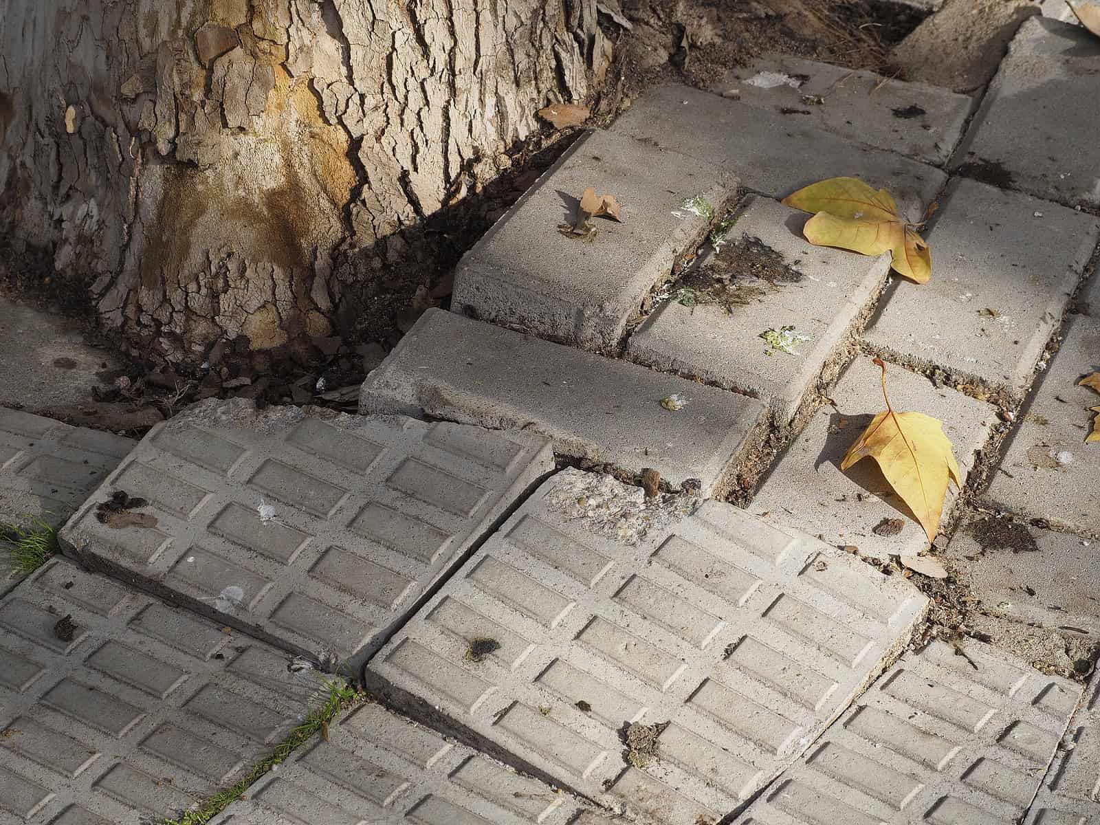 Damaged sidewalk with cracked and uneven paving stones near tree roots.
