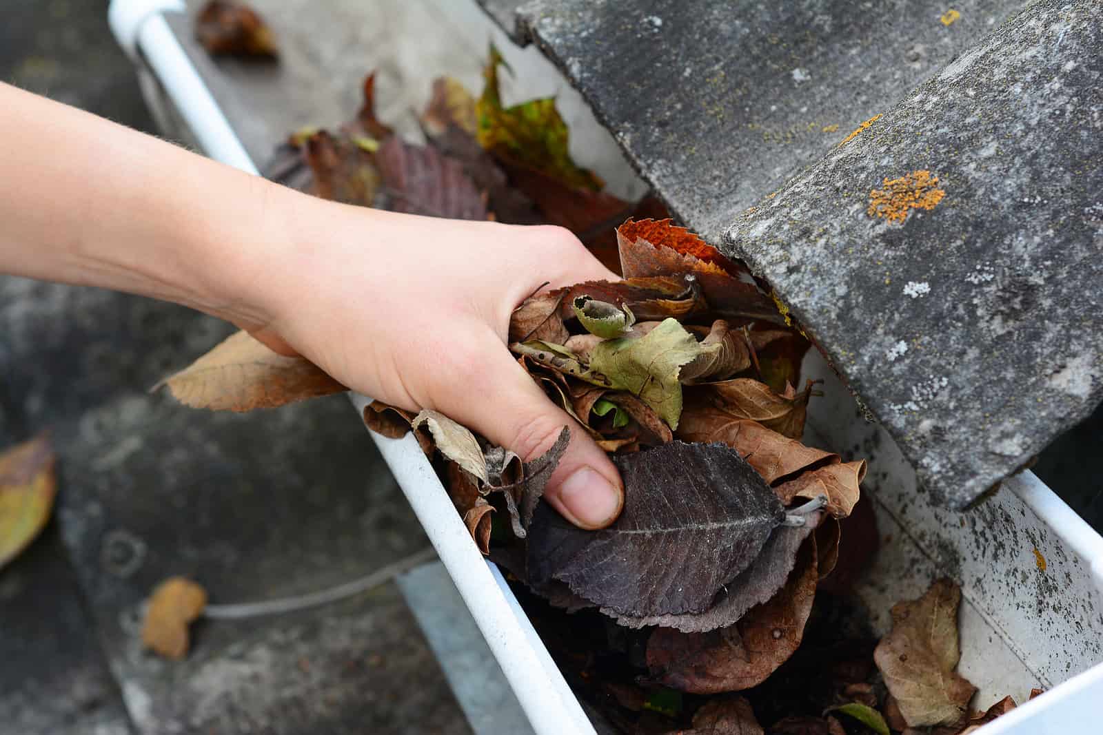 Close-up of a hand removing leaves from a gutter with masonry work in the background.