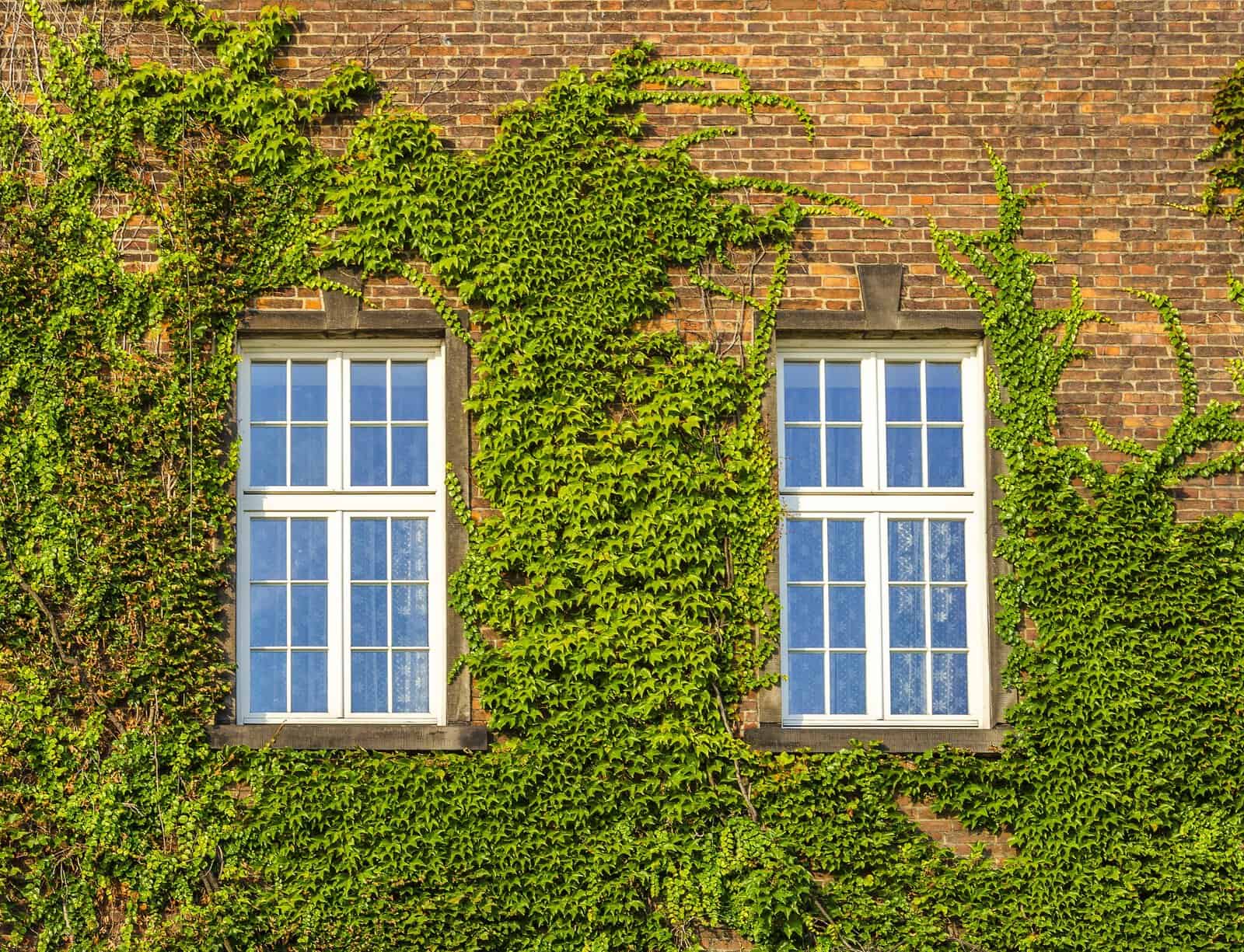 Close-up of a brick building with ivy-covered walls and two white-framed windows.