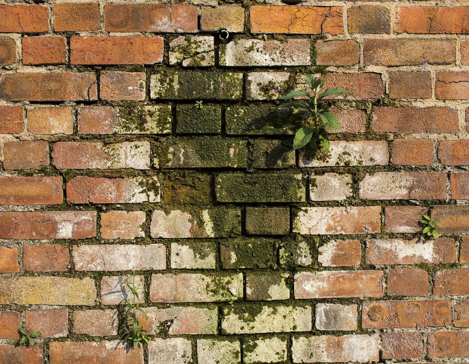 Old brick wall with moss and plant growth, showing signs of weathering and deterioration.